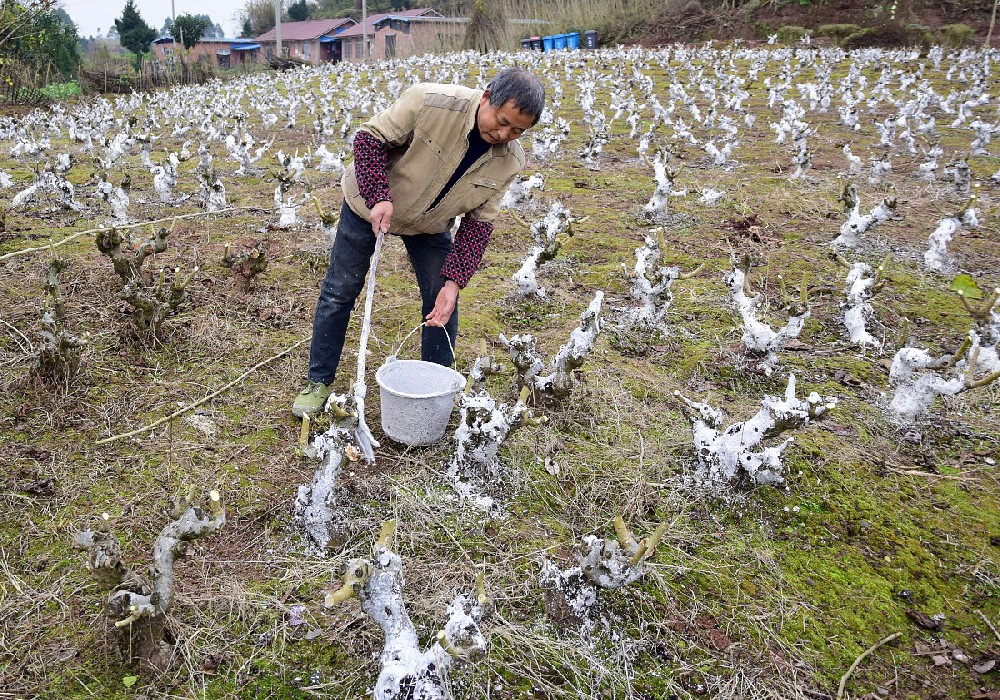 死苗烂根太揪心？这种